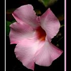 Mandevilla Rosada