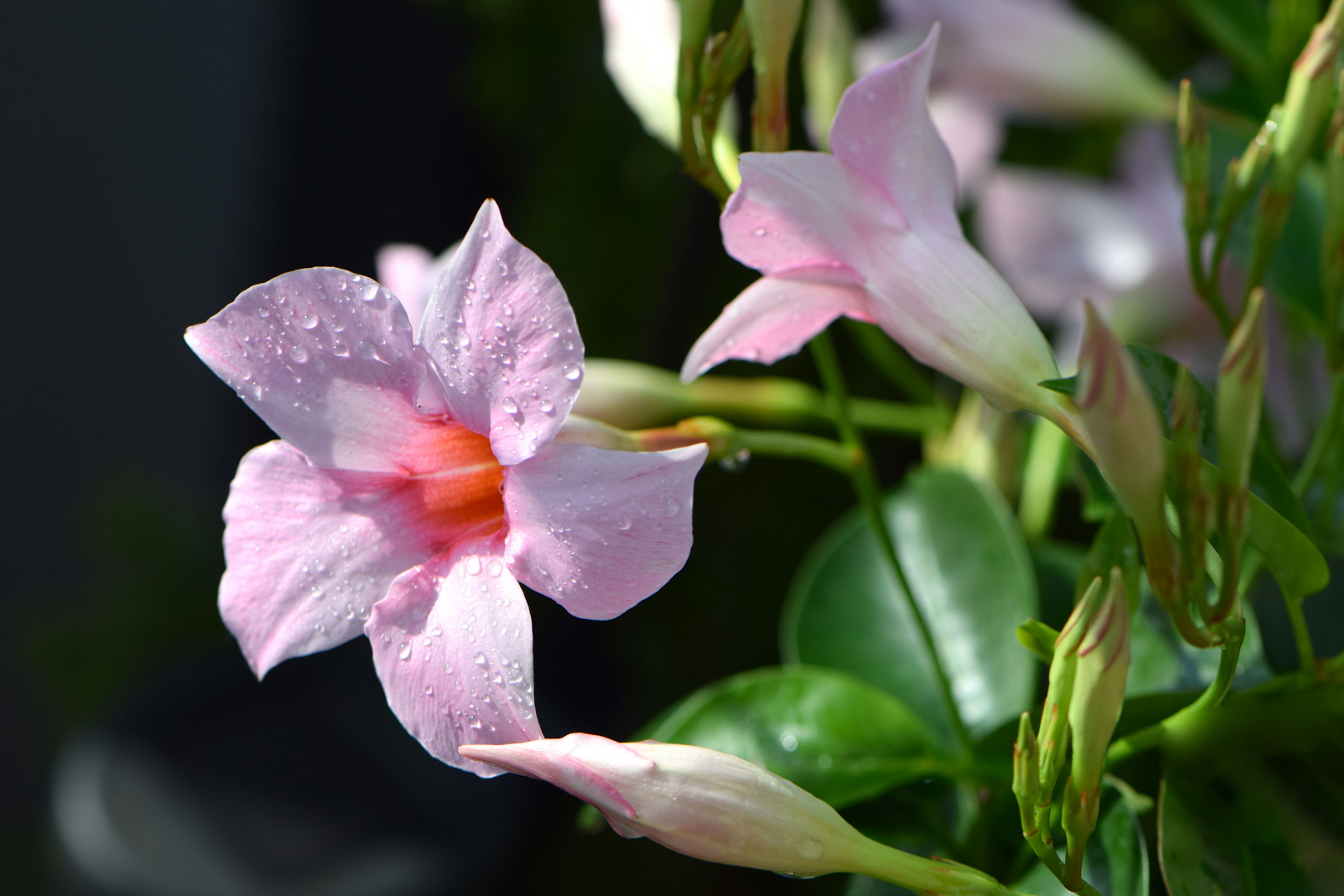 Mandevilla sanderi Foto & Bild natur, regentropfen, dipladenia Bilder