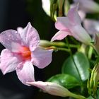 Mandevilla sanderi 