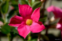 Mandevilla spendens