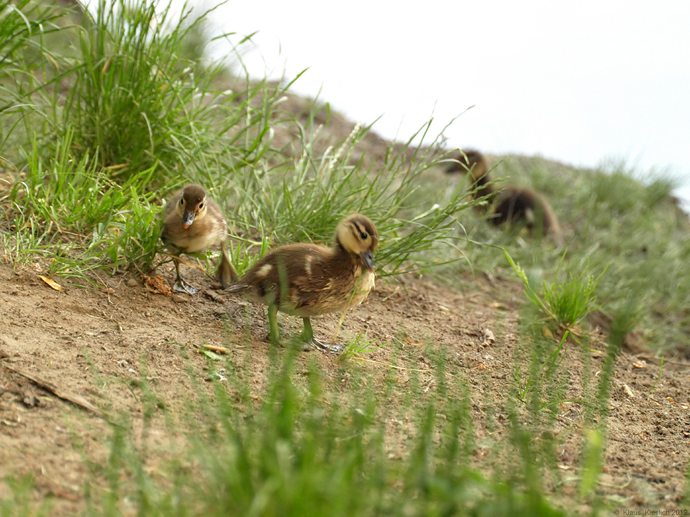 Mandi-Familie 2