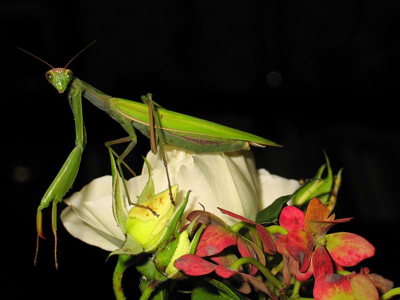 Mandide Religiosa