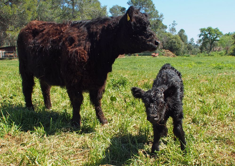 Mandolina de Mas Armengol, just born!