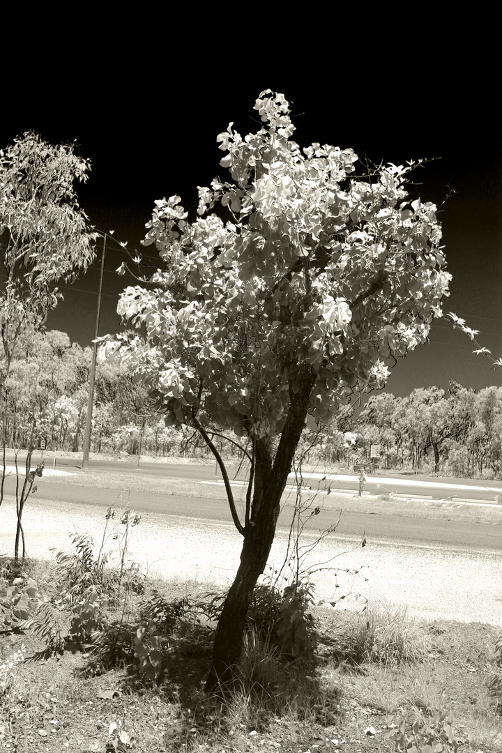 Mandorah, Northern Territory II