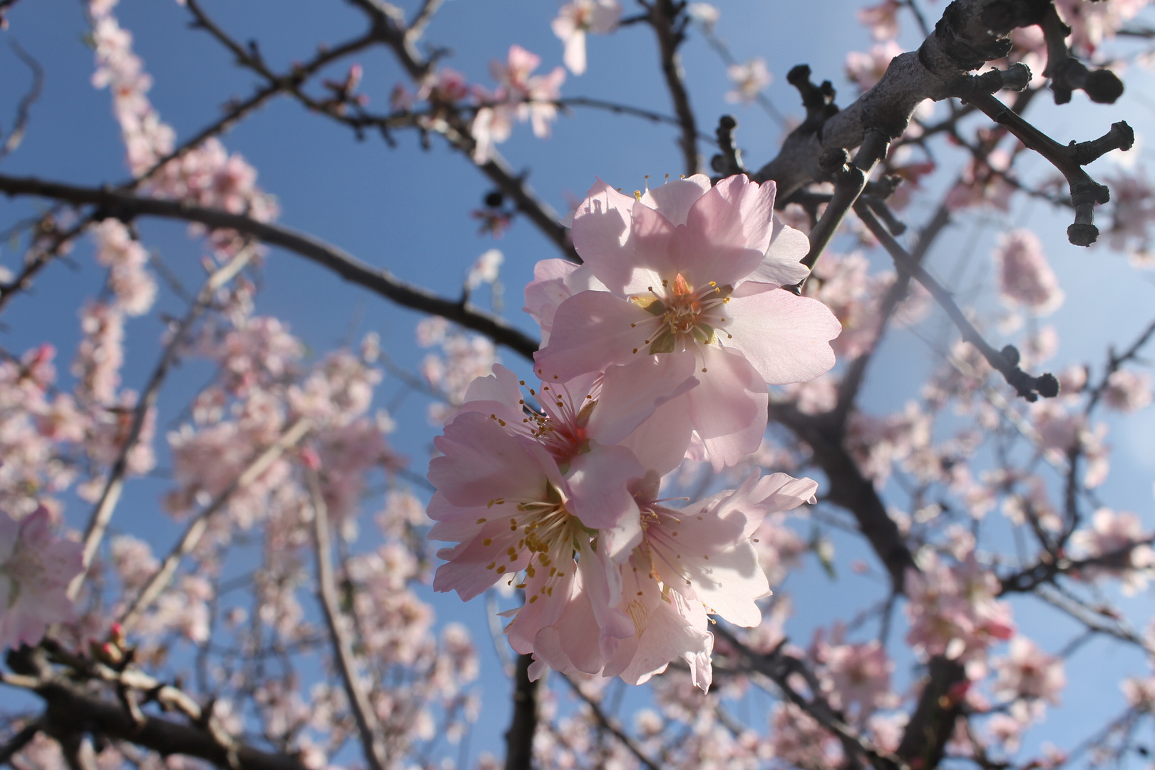 mandorli in fiore 2