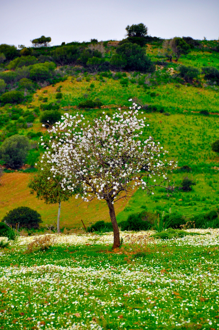 Mandorlo in fiore