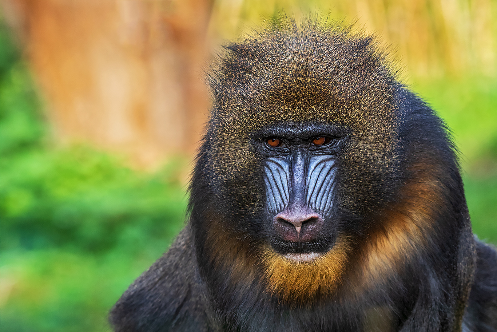 Mandrill 002