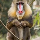 Mandrill 003