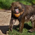 Mandrill 003