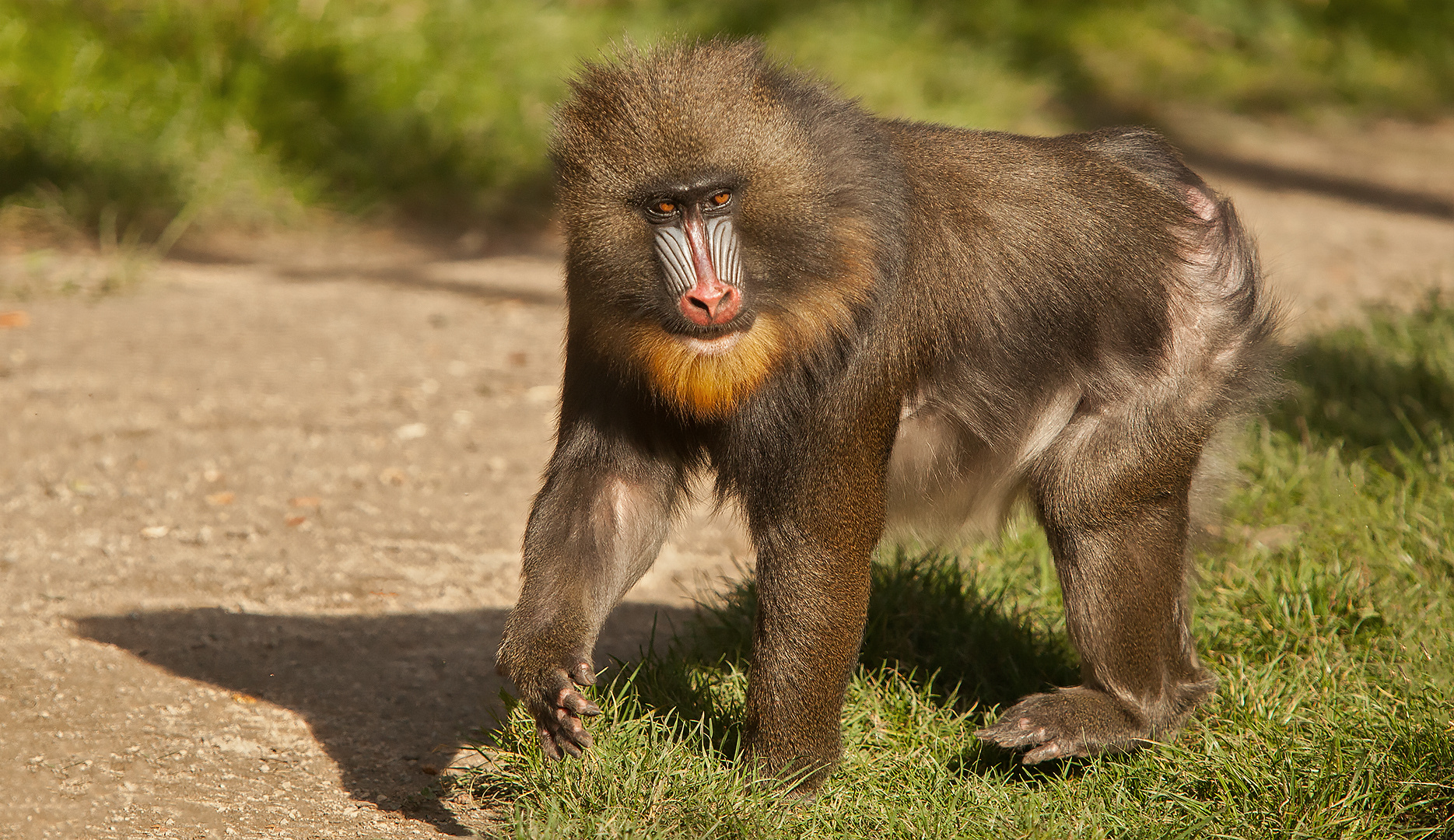 Mandrill 005