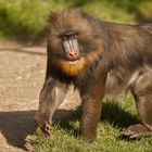 Mandrill 005