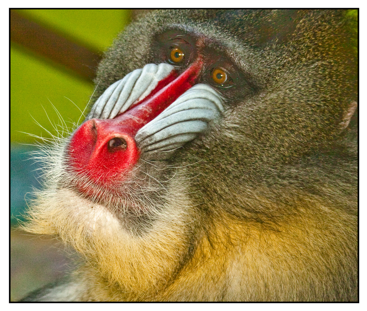 Mandrill 01