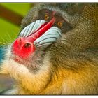 Mandrill 01