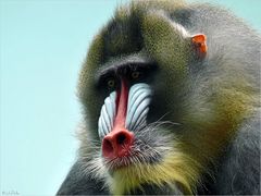 Mandrill 03