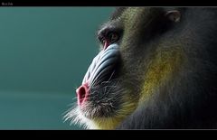 Mandrill 04