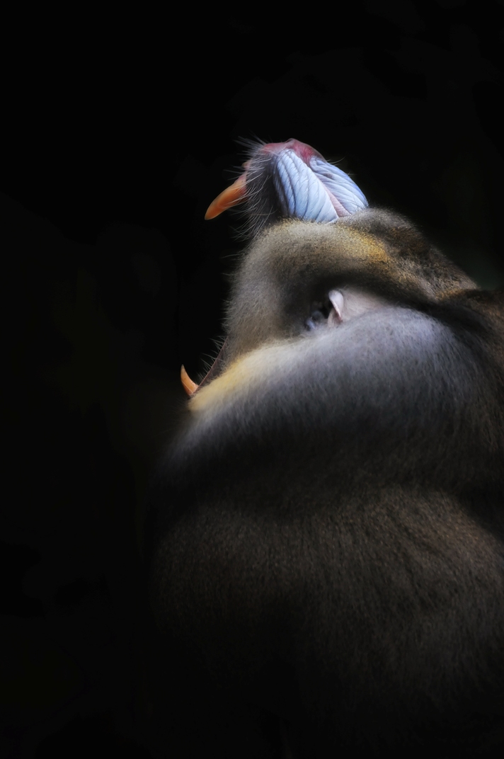 Mandrill