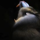 Mandrill