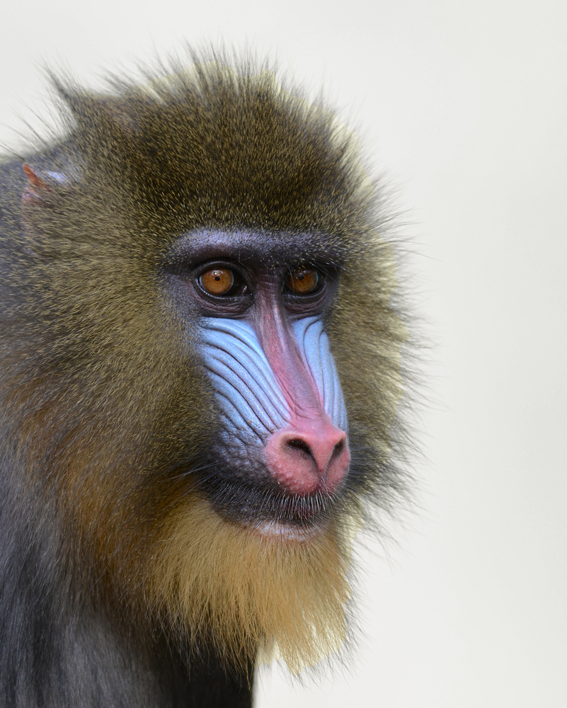 Mandrill