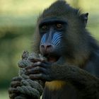 Mandrill