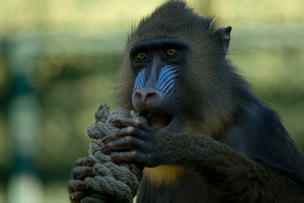 Mandrill