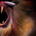 Mandrill