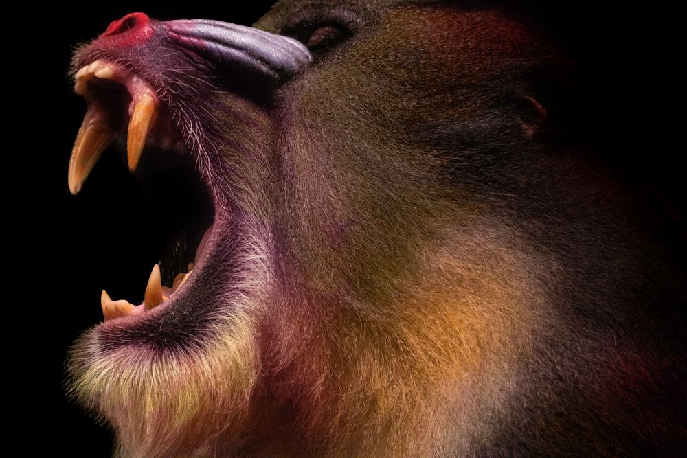 Mandrill