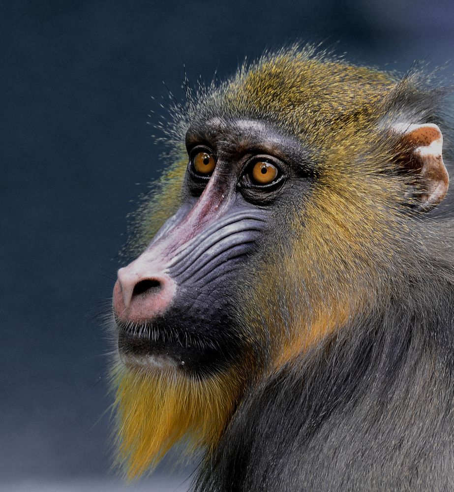 Mandrill