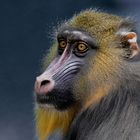 Mandrill