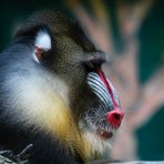 Mandrill