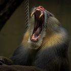 Mandrill........