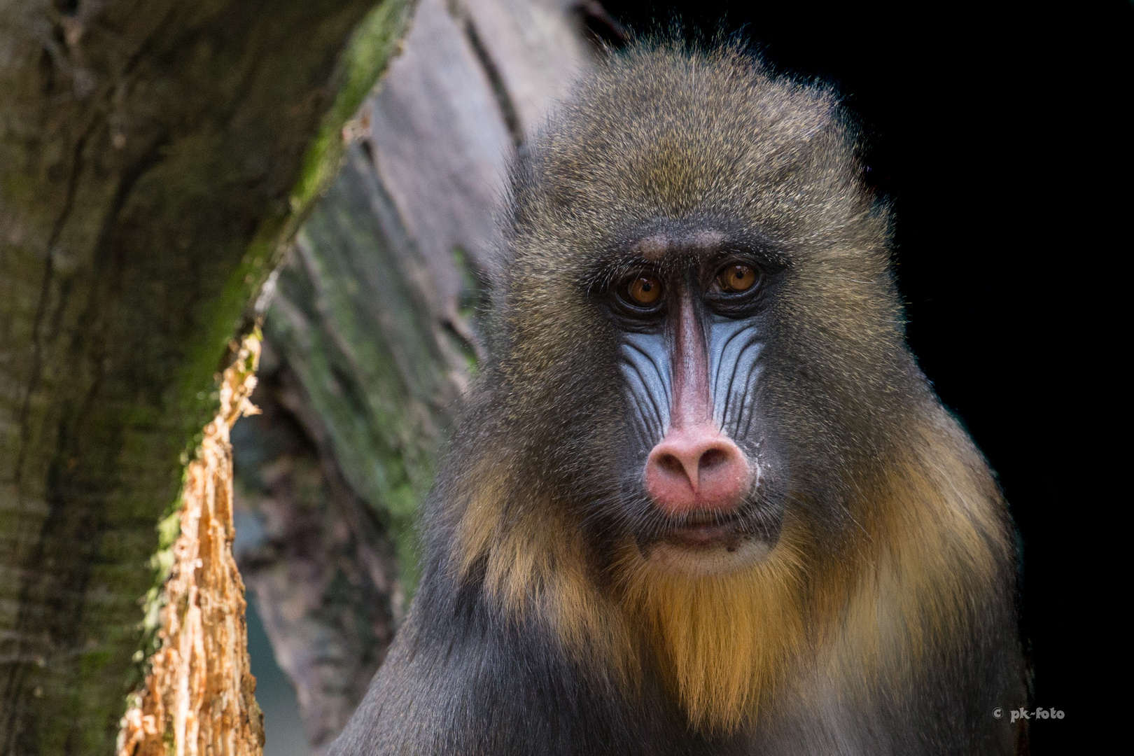 Mandrill