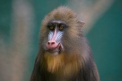 Mandrill