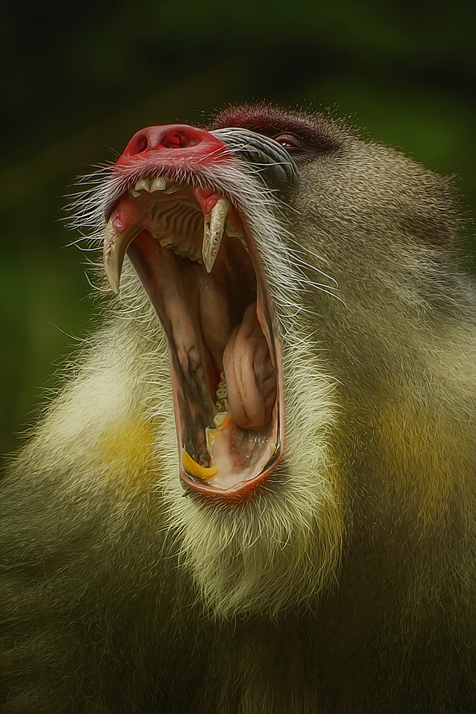 Mandrill 1