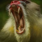 Mandrill 1