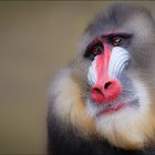 mandrill #1