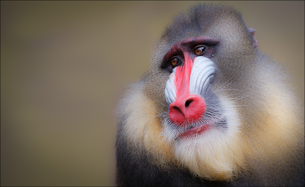 mandrill #1