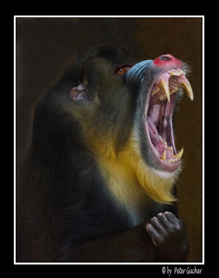 Mandrill 10