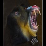 Mandrill 10