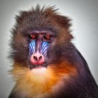 Mandrill