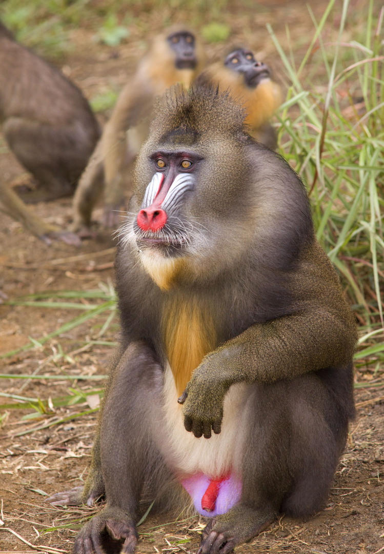 Mandrill