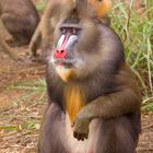 Mandrill