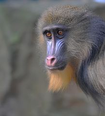 Mandrill