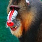 Mandrill