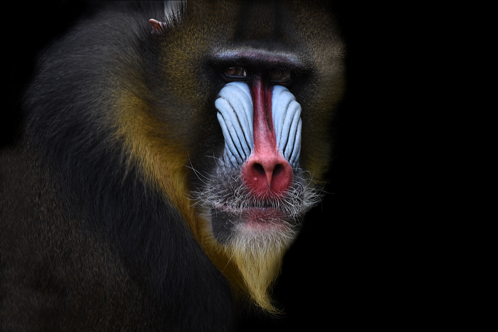 Mandrill