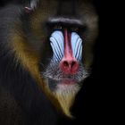 Mandrill