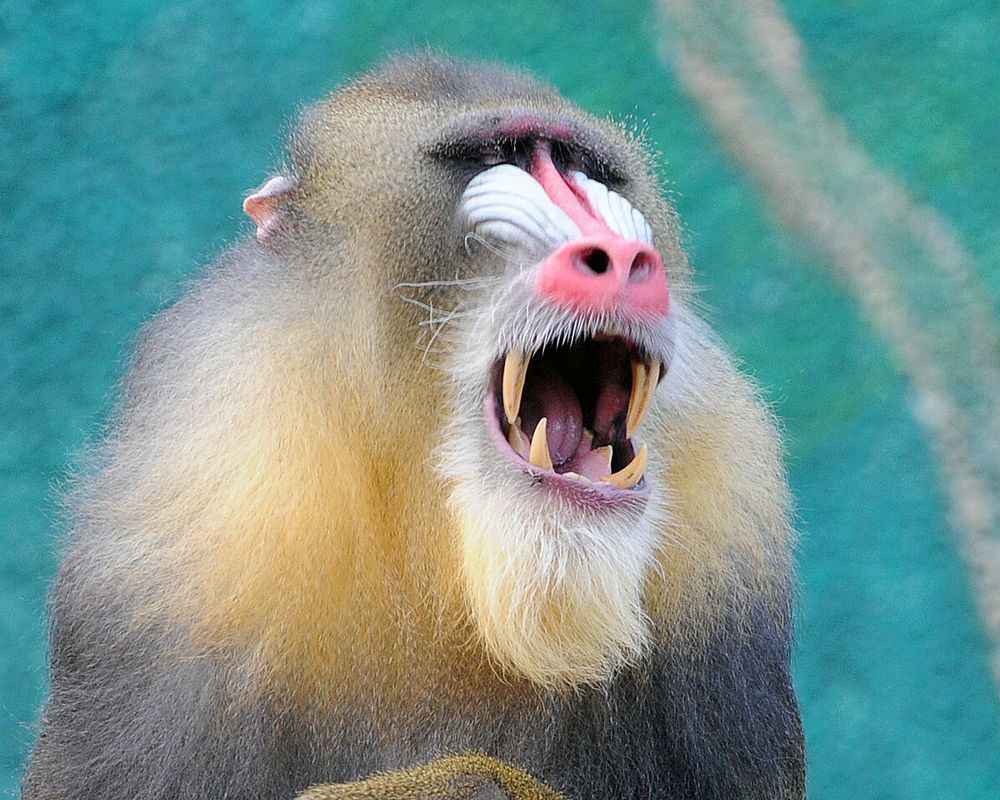 Mandrill