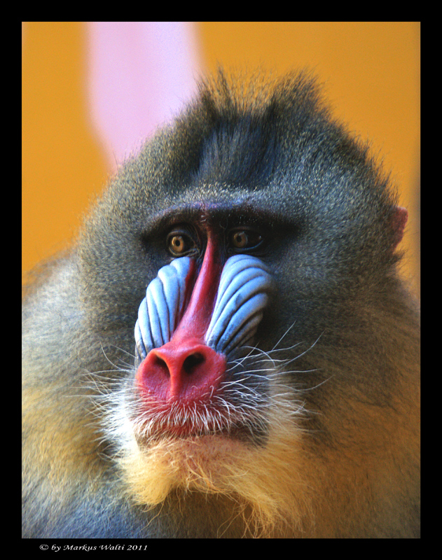 Mandrill