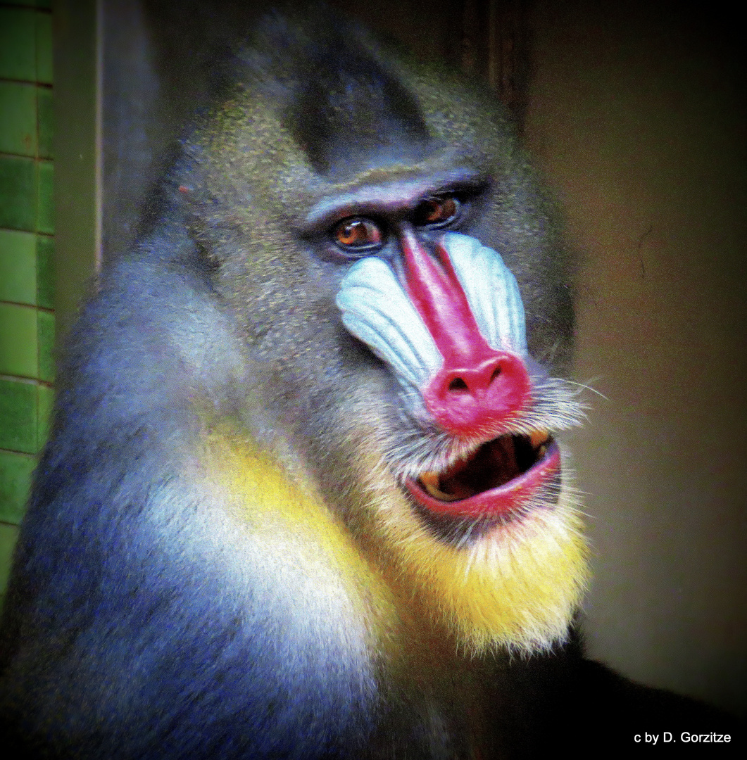 Mandrill !