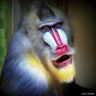 Mandrill !