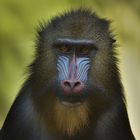 Mandrill